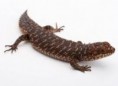 Egernia Stokesii